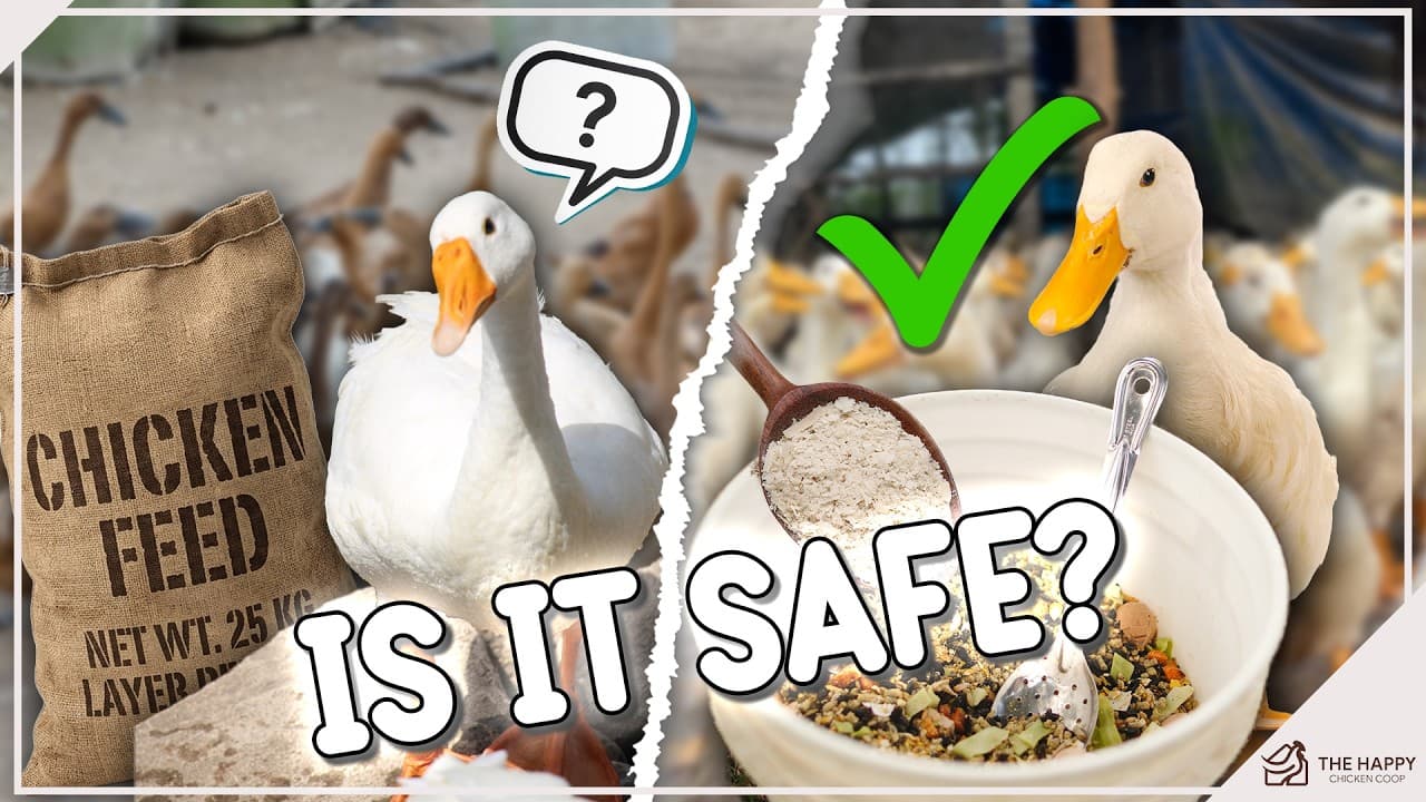 Can Ducks Eat Chicken Feed? (What You MUST Know)