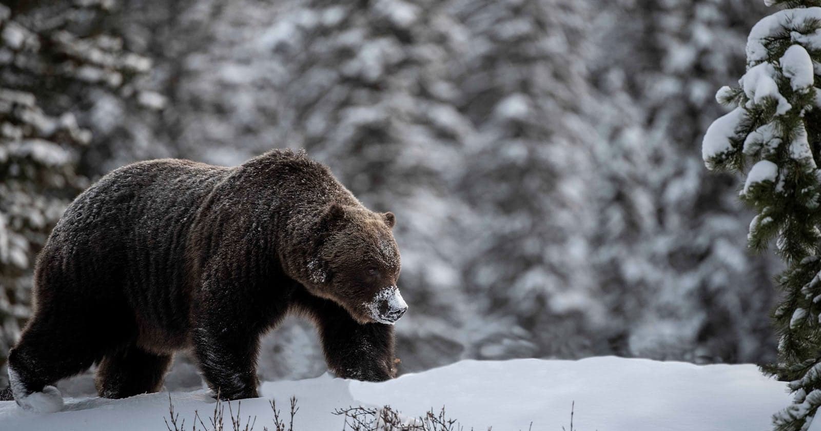 Renowned Grizzly Bear ‘The Boss’ Comes Out of Hibernation