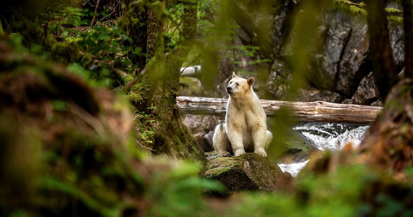 Photographer’s Journey Deep into Candian Rainforest to Find Rare Spirit Bear