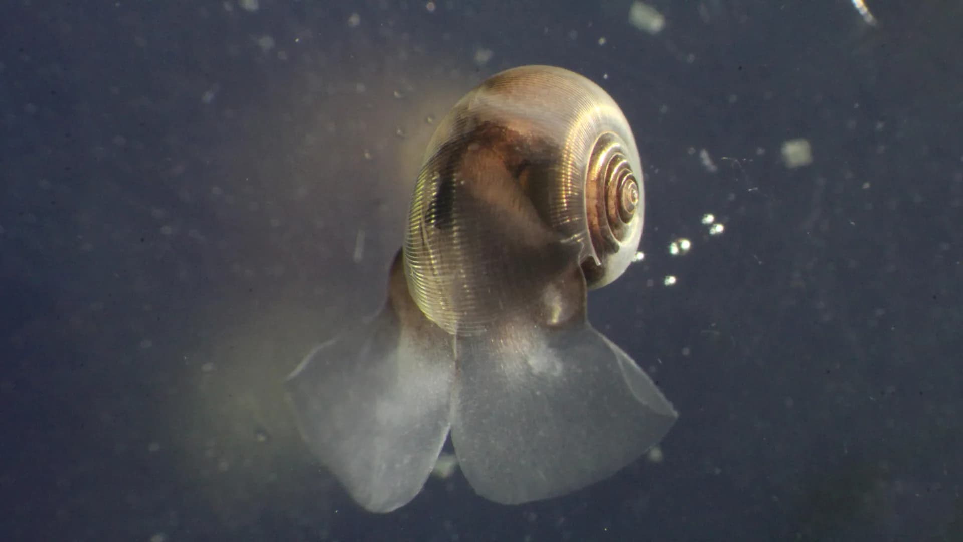 Scientists warn climate models are missing a key ocean player