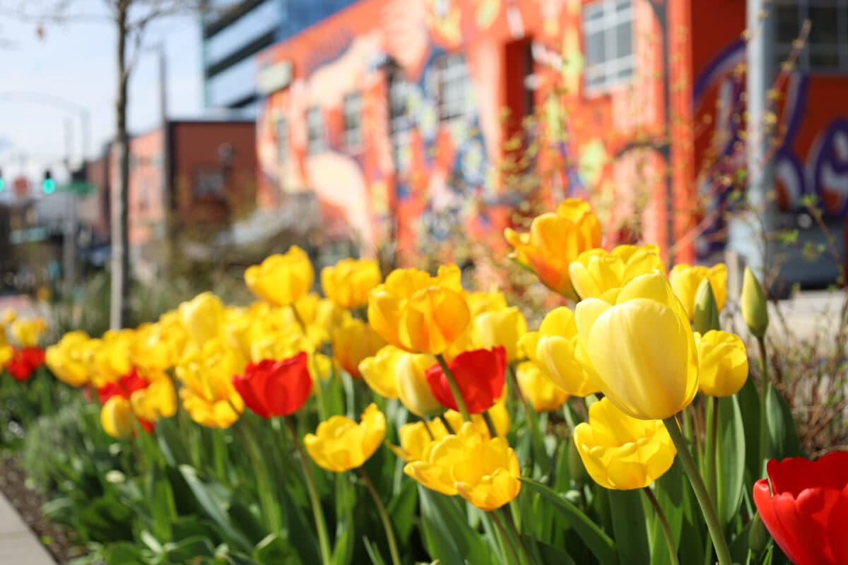 Q&A: UW researcher discusses how plants know when it’s time to bloom in the spring
