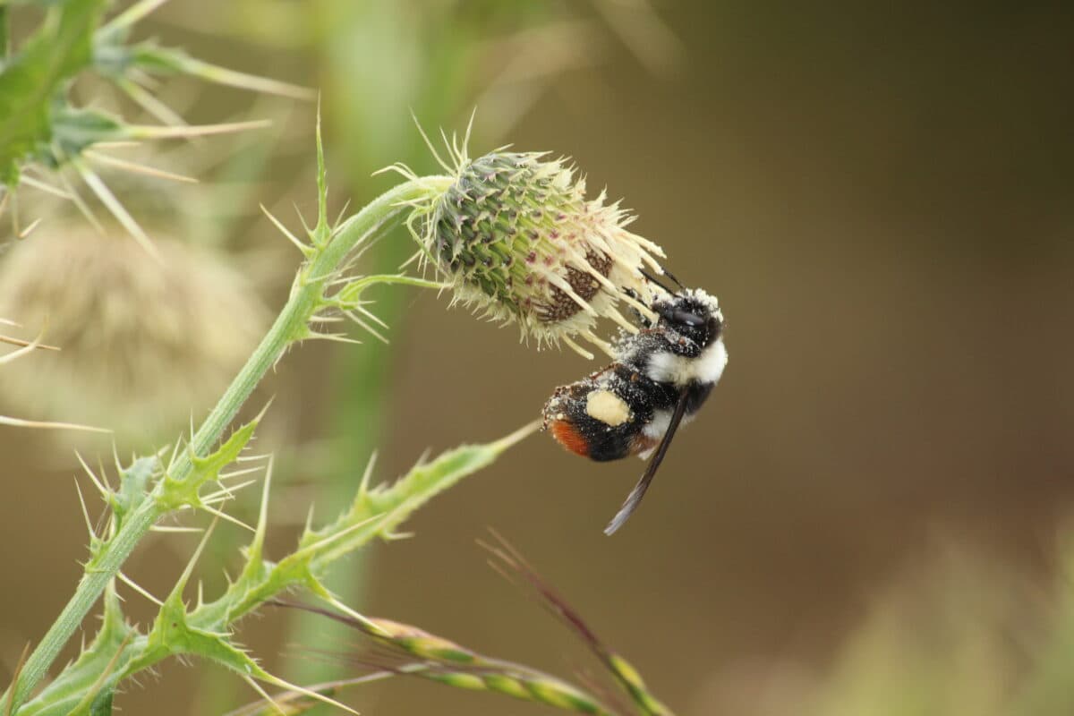 Fewer insects, fewer nutritious crops: Pollinator decline puts our health at risk